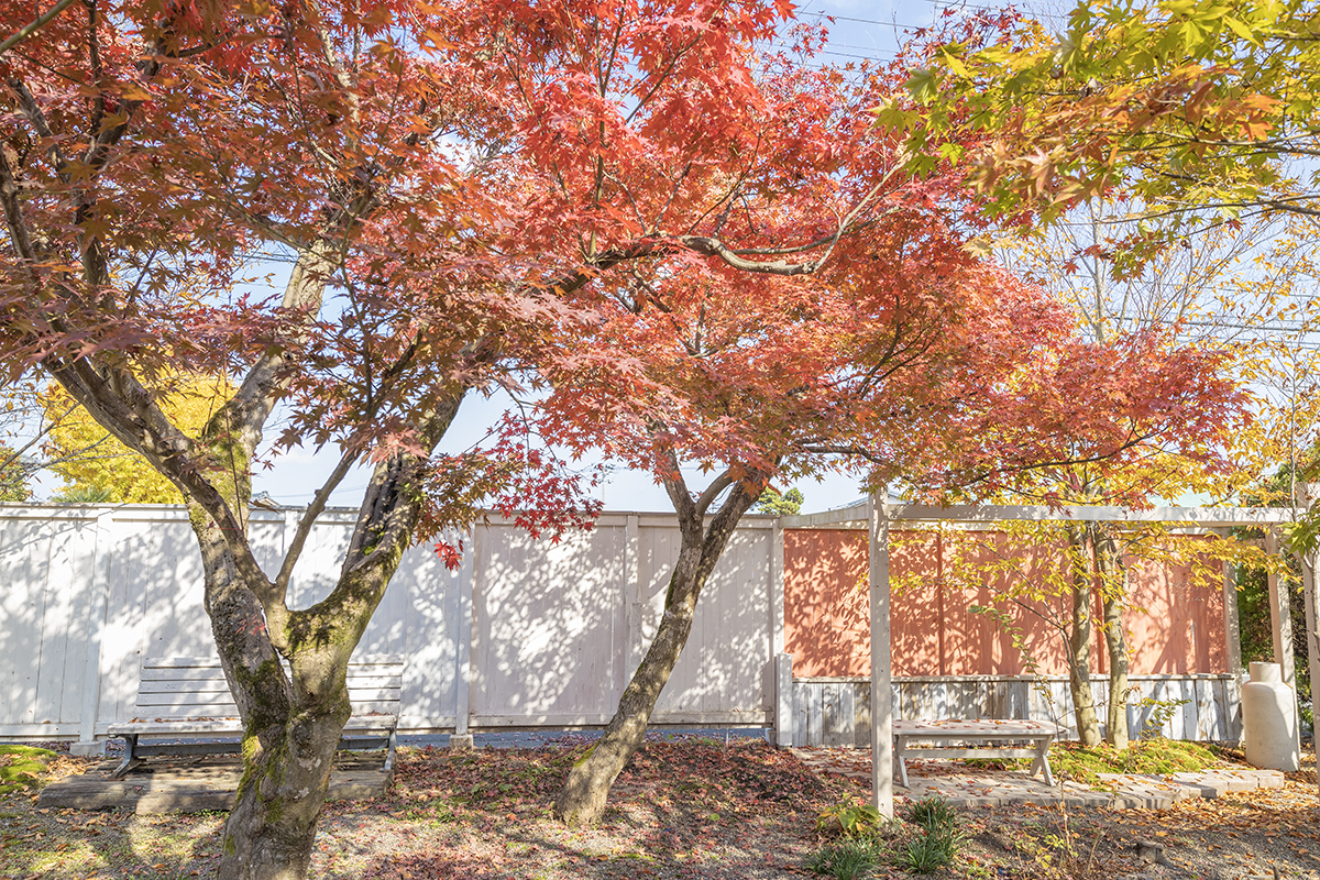 新潟市の紅葉の撮影スポット